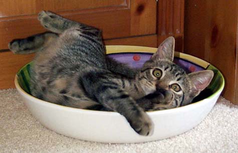 Click to see the Cat CAM